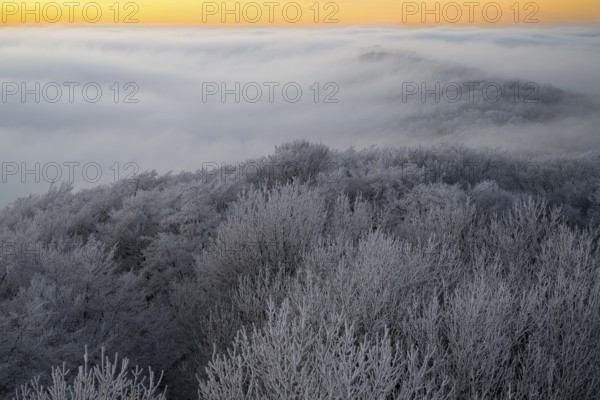 Icy treetops rise through a foggy evening sky in the Teutoburg Forest, Steinegge observation tower,