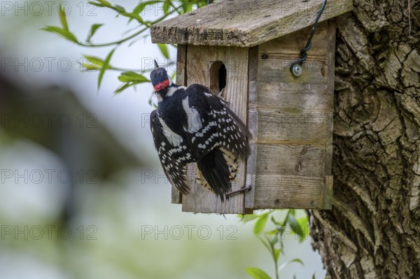 Dümmer nature park Park, Lower Saxony, Germany, Great spotted woodpecker (Dendrocopos major) with