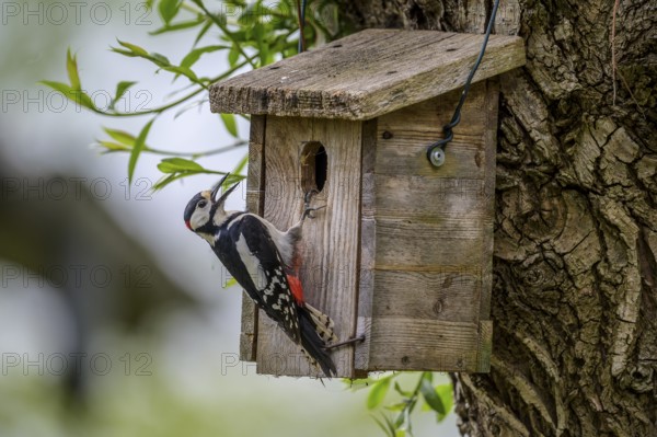 Dümmer nature park Park, Lower Saxony, Germany, A great spotted woodpecker (Dendrocopos major) sits