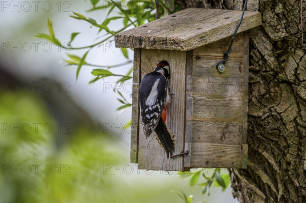 Dümmer nature park Park, Lower Saxony, Germany, Great spotted woodpecker (Dendrocopos major) at the