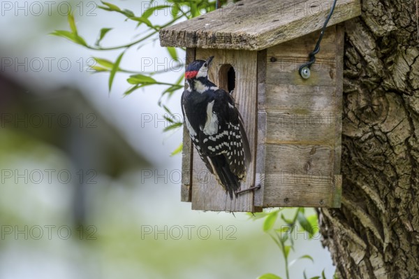 Dümmer nature park Park, Lower Saxony, Germany, Great spotted woodpecker (Dendrocopos major)