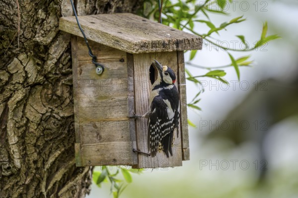 Dümmer nature park Park, Lower Saxony, Germany, Great spotted woodpecker (Dendrocopos major)