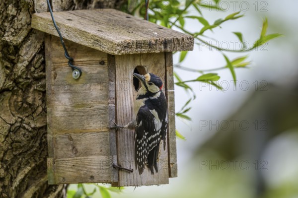 Dümmer nature park Park, Lower Saxony, Germany, A great spotted woodpecker (Dendrocopos major) sits