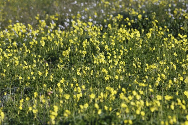 Carpet of flowers, yellow flower meadow in winter, Bermuda buttercup (Oxalis pes-caprae), Segesta,