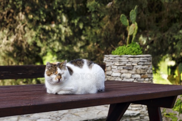 Three-colored cat, tortoiseshell cat lying relaxed on a wooden outdoor table, Segesta, Calatafimi,