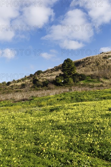 Carpet of flowers, yellow flower meadow in winter, Bermuda buttercup (Oxalis pes-caprae), Segesta,