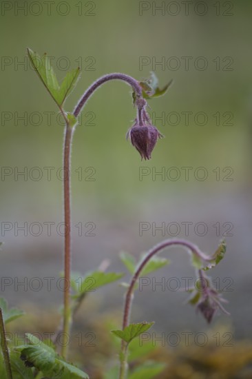 Bach clovewort (Geum rivale) inflorescence against a softly blurred background, delicately hanging