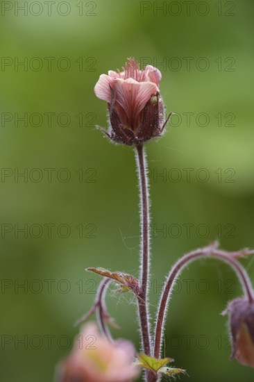 Brooklime (Geum rivale) inflorescence against a softly blurred background, single pink flower on
