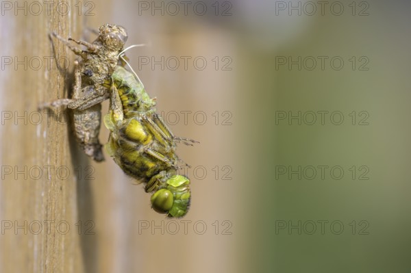 Flat-bellied dragonfly (Libellula depressa) moving away from exuviae on a wooden substrate, greatly
