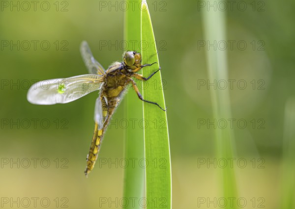 Flat belly (Libellula depressa), dragonfly resting on a long, green leaf in a natural environment,