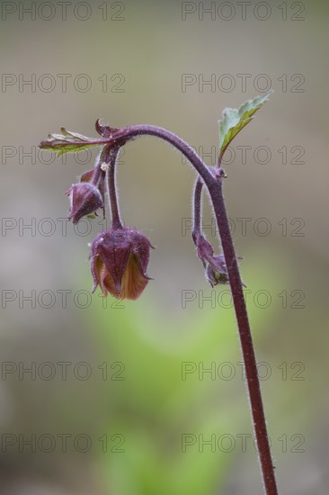 Brooklime (Geum rivale) inflorescence against a softly blurred background, branched flower with