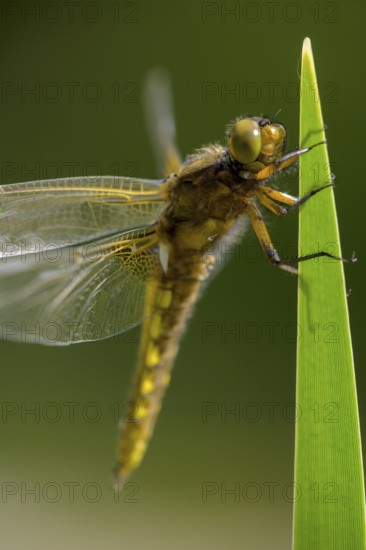 Flat belly (Libellula depressa), dragonfly with yellow stripes on wings on a green leaf, clear