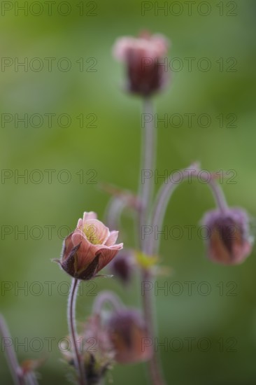 Brooklime (Geum rivale) inflorescence against a softly blurred background, pink flower head in full