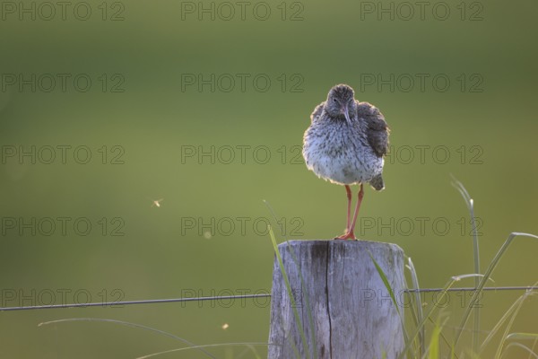 Dümmer nature park Park, Lower Saxony, Germany, A redshank (Tringa totanus) stands on a wooden post
