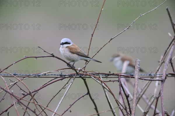 Damme, Lower Saxony, Germany, Two Red-backed Shrikes (Lanius collurio) sitting on branches and a