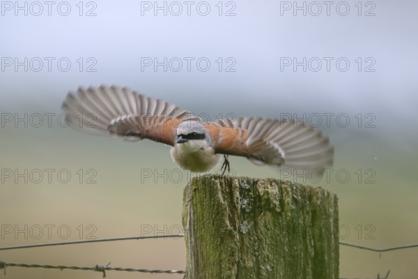 Damme, Lower Saxony, Germany, A Red-backed Shrike (Lanius collurio) flies with outstretched wings