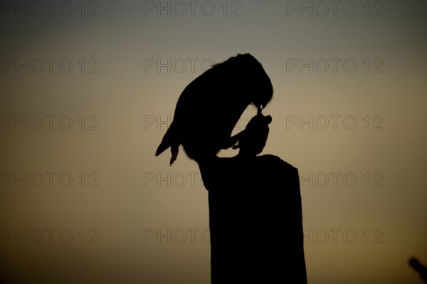 Silhouette of a little owl (Athene noctua) at sunset, dramatic evening atmosphere, Teutoburg