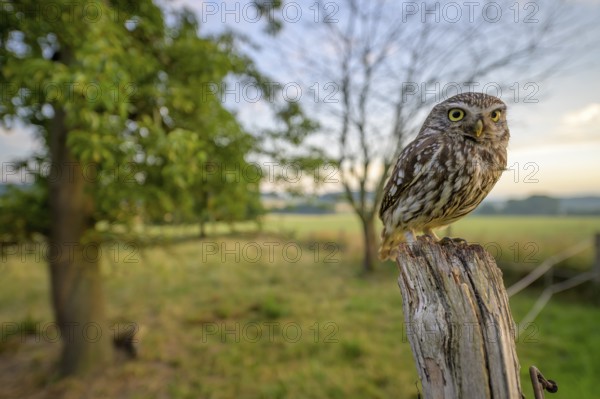 Little owl (Athene noctua) sitting on a post, surrounded by green landscape and tree on a meadow