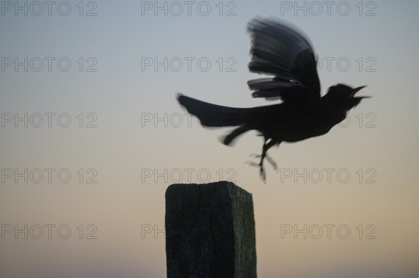 Blackbird (Turdus merula) takes off from a pole, flies into the night sky, Teutoburg Forest, Lower