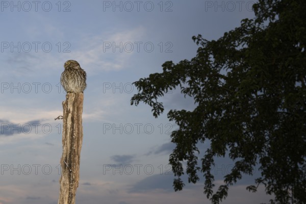 (A little owl Athene noctua) sitting on a stake, in front of an evening sky with tree in the