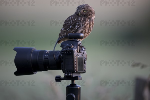 A little owl (Athene noctua) shows attention on a camera mounted on a tripod in a quiet natural