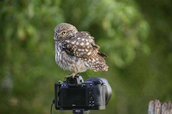 A little owl (Athene noctua) sits on a camera set up in the middle of nature, Teutoburg Forest,