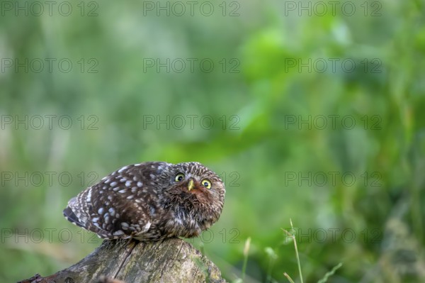 A little owl (Athene noctua) lies down on a tree stump in the grass and looks at the camera in