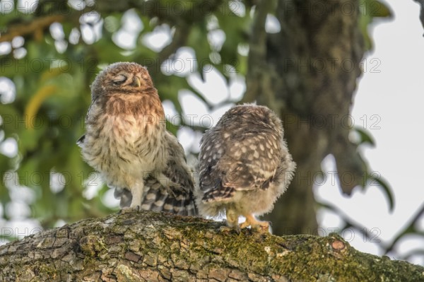 Two young little owls (Athene noctua) sitting on a branch, one of them sleeping, surrounded by