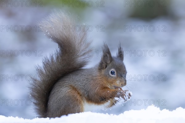 Red squirrel (Sciurus vulgaris) adult animal eating a nut in a snow covered woodland in winter,