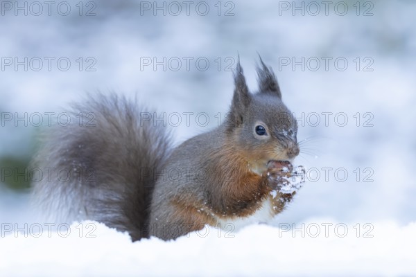 Red squirrel (Sciurus vulgaris) adult animal eating a hazel nut in a snow covered woodland in