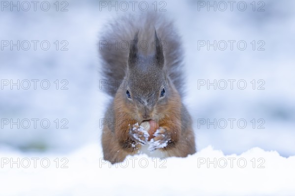 Red squirrel (Sciurus vulgaris) adult animal feeding on a hazel nut in a snow covered woodland in