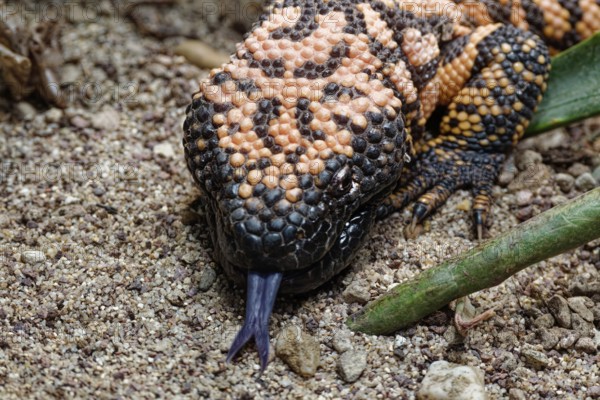 Animal portrait, Gila crustose lizard (Heloderma suspectum), representative of the crustose lizards