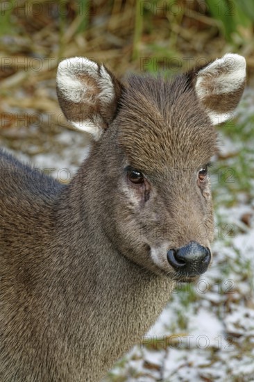 Animal portrait, female crested deer or crested muntjac (Elaphodus cephalophus), captive,