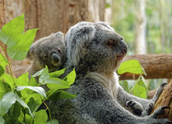 Animal portrait, koala (Phascolarctos cinereus), marsupial, with young on the back, captive,