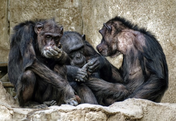 Animal portrait, Western chimpanzee (Pan troglodytes verus) group picture, captive, distribution