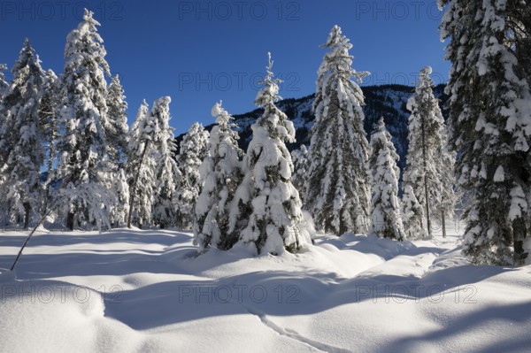 Winter landscape, snow-covered spruce trees (Pica abies), Bavarian Alps, Alpine foothills, Upper