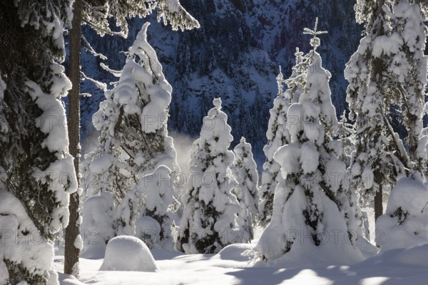 Snow-covered spruce trees (Pica abies), winter landscape in the Bavarian Alps, Upper Bavaria,