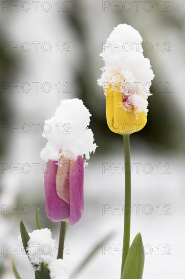 Red and yellow tulips in snow, spring/snowcapped red and yellow tulips in garden, spring