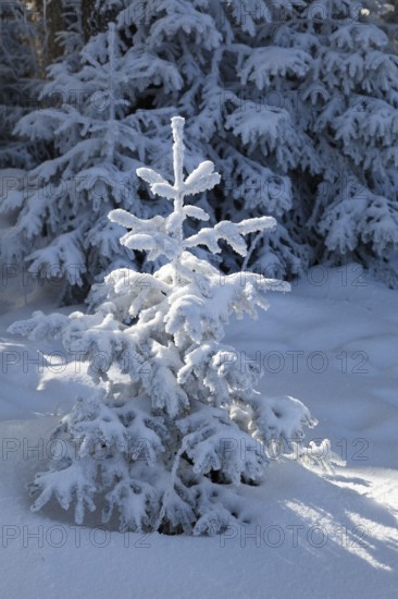 Snow-covered spruce (Picea abies) in winter, spruce forest, Alpine foothills, Upper Bavaria,