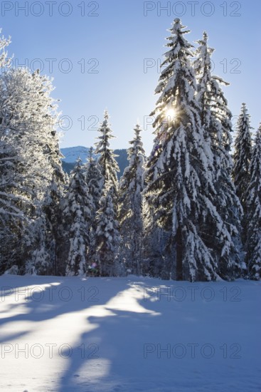 Snow-covered spruce (Pica abies), Sonnenstern, Winterlandschaft in den Bayerischen Alpen,