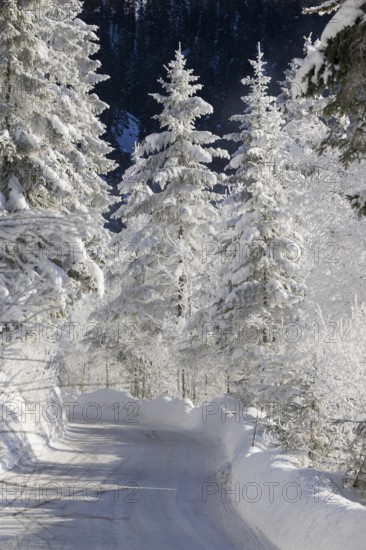 Snow-covered spruce trees (Pica abies), road, motorway, traffic, winter landscape in the Bavarian