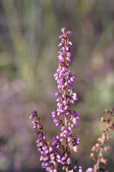 Flowering heather (Calluna vulgaris), heather, Trupacher Heide nature reserve, Siegen, North