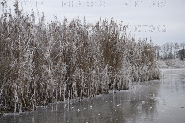 Icy reeds along a frozen body of water in a wintry landscape, Dümmer nature park Park, Lower