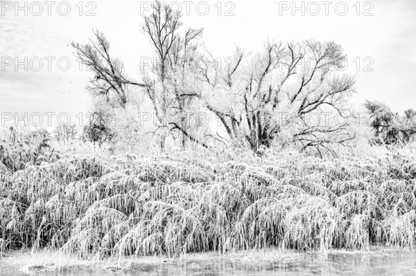 Wintery nature with hoarfrost on trees and reeds in an overexposed black and white view, Dümmer