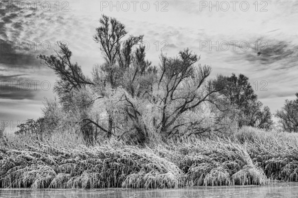 Trees covered with hoarfrost and reeds on the water bank in a black and white winter landscape,
