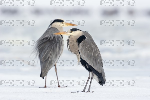 Two grey herons (Ardea cinerea), standing on ice, winter, Baltic Sea, Usedom, Mecklenburg-Western