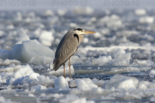 Grey heron (Ardea cinerea), standing on the ice and freezing, winter, Baltic Sea, Usedom,