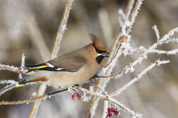 Waxwing (Bobycilla garrulus) sitting in snowball (Viburnum opulus), hoarfrost, winter, winter