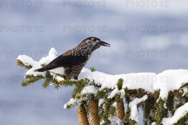 Nutcracker (Nucifraga caryocatactes) on spruce branch (Pica abies), snow, winter, Upper Bavaria,