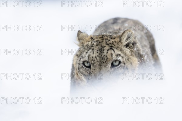 Snow leopard (Panthera uncia), portrait, frontal, zoo, captive